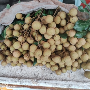 龙眼