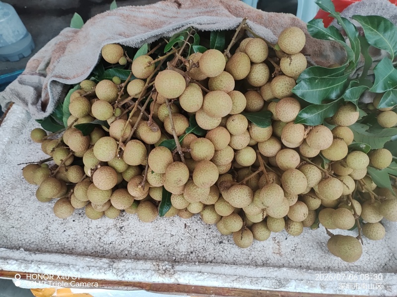 龙眼