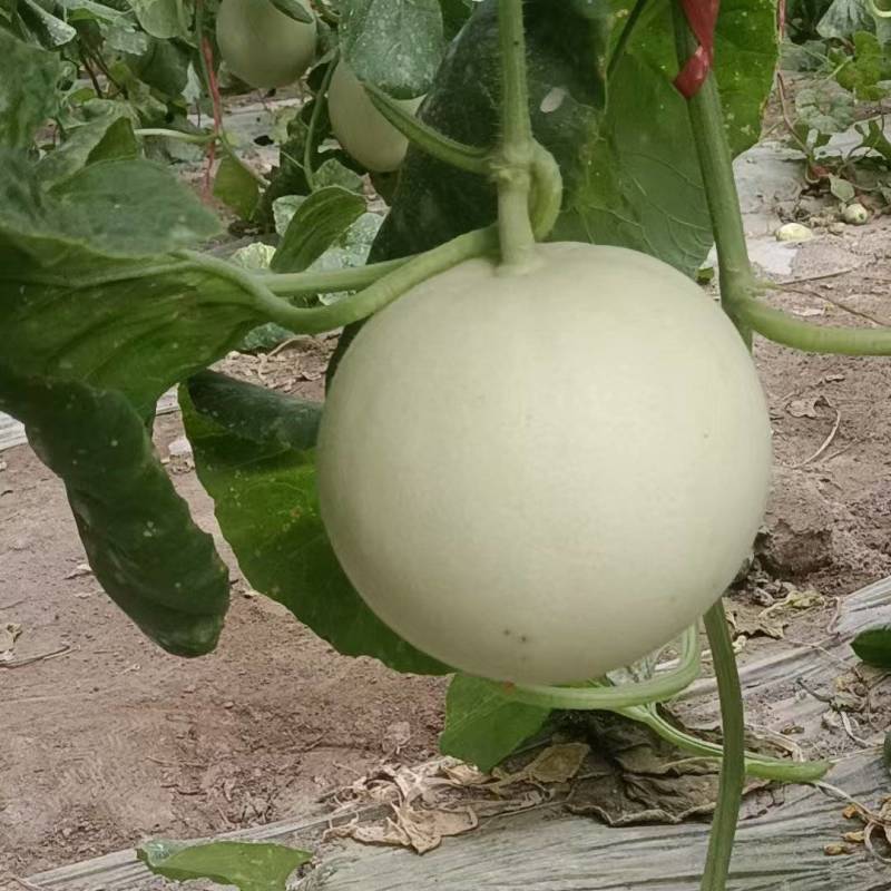 瓜州玉菇基地直供