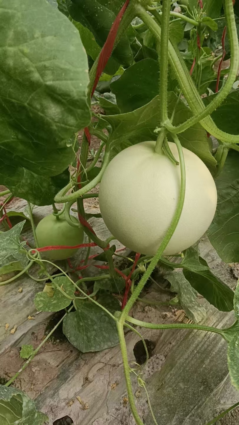 瓜州玉菇基地直供