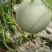 瓜州玉菇基地直供