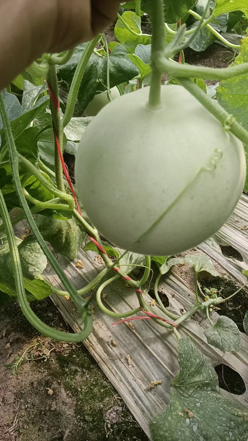 瓜州玉菇基地直供
