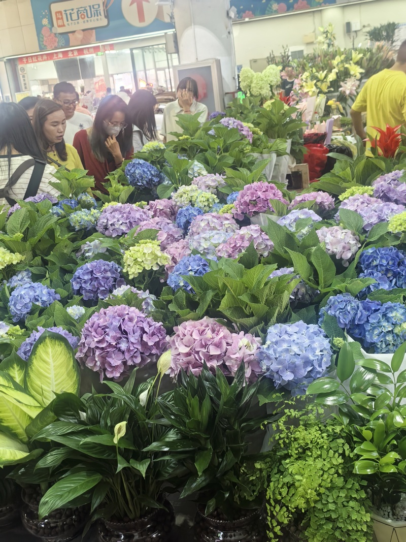 各种花批发