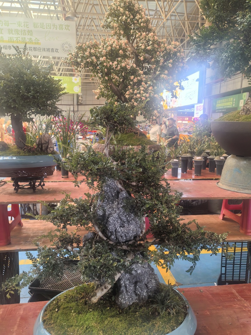 各种花批发