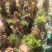 各种花批发