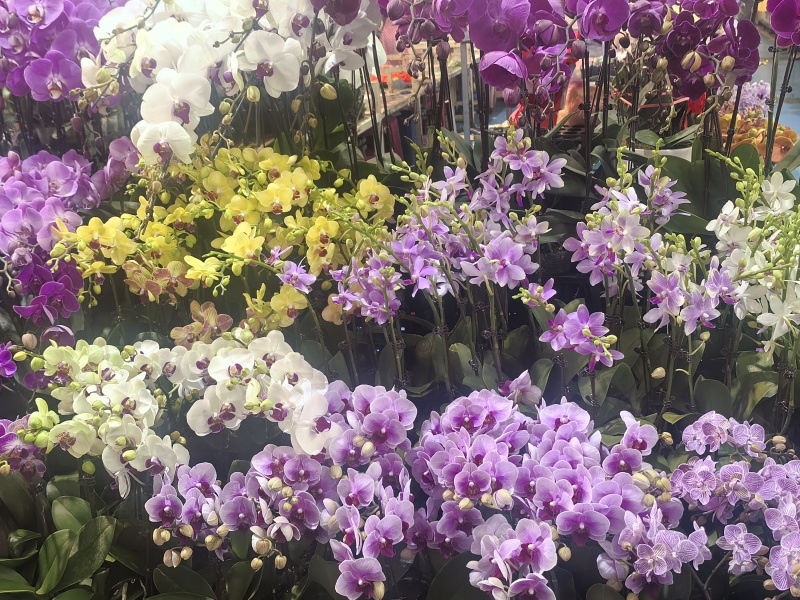 各种花批发