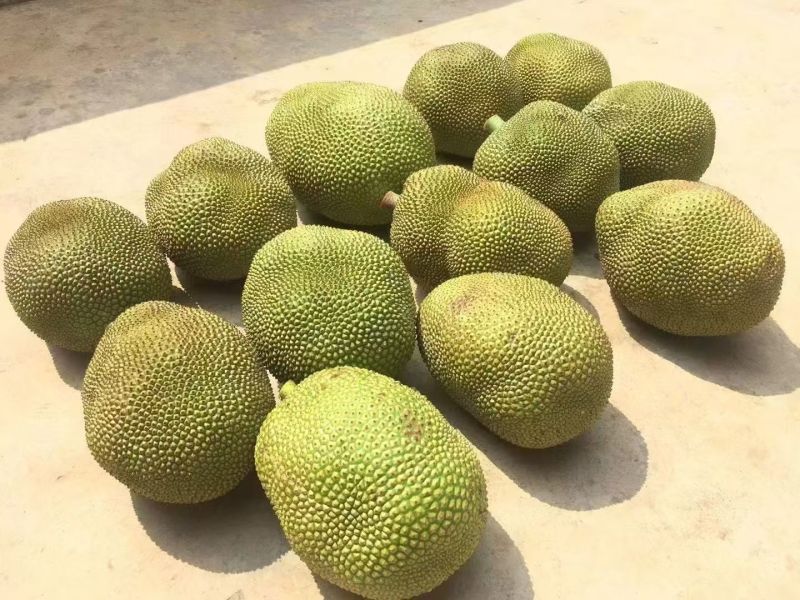 无胶菠萝蜜，菠萝蜜有货，各种品种，珍珠菠萝蜜，本地菠萝蜜