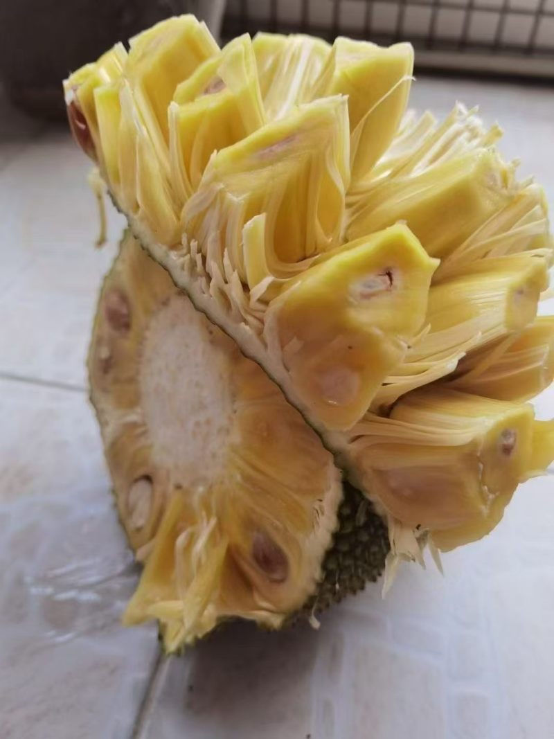 无胶菠萝蜜，菠萝蜜有货，各种品种，珍珠菠萝蜜，本地菠萝蜜