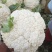 散花白菜价