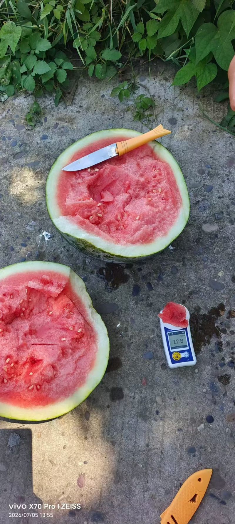 黑皮无籽西瓜农户自产几十万斤