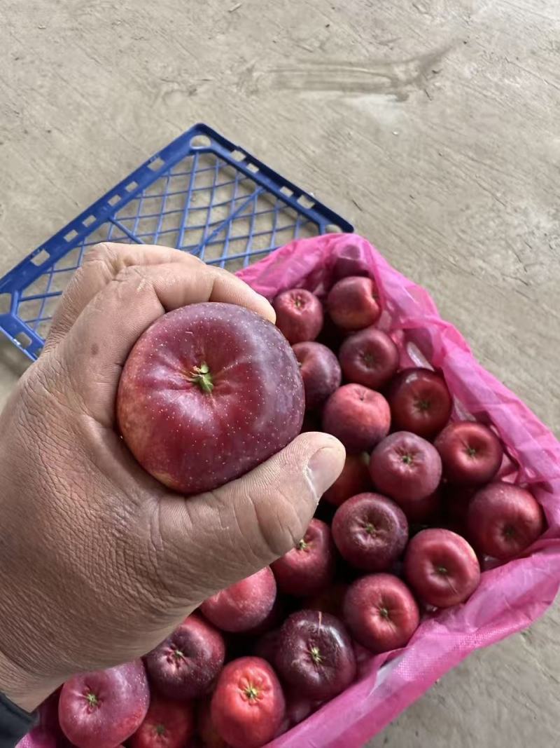 精品龙丰果产地直发货源充足保质保量欢迎前来咨询选购