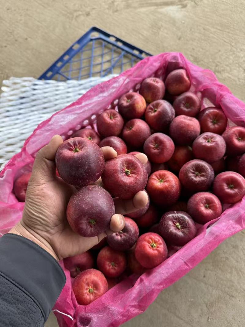 精品龙丰果龙丰苹果产地直发量大从优欢迎前来咨询