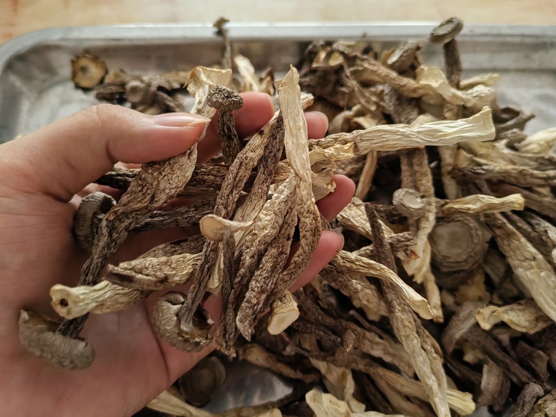 （净重一斤）高档鹿茸菇干货正宗农家鹿茸菇食材批发煲汤炒菜