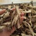 （净重一斤）高档鹿茸菇干货正宗农家鹿茸菇食材批发煲汤炒菜