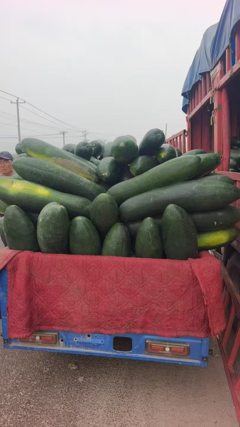 冬瓜黑皮冬瓜产地直供现摘现发量大从优欢迎来电