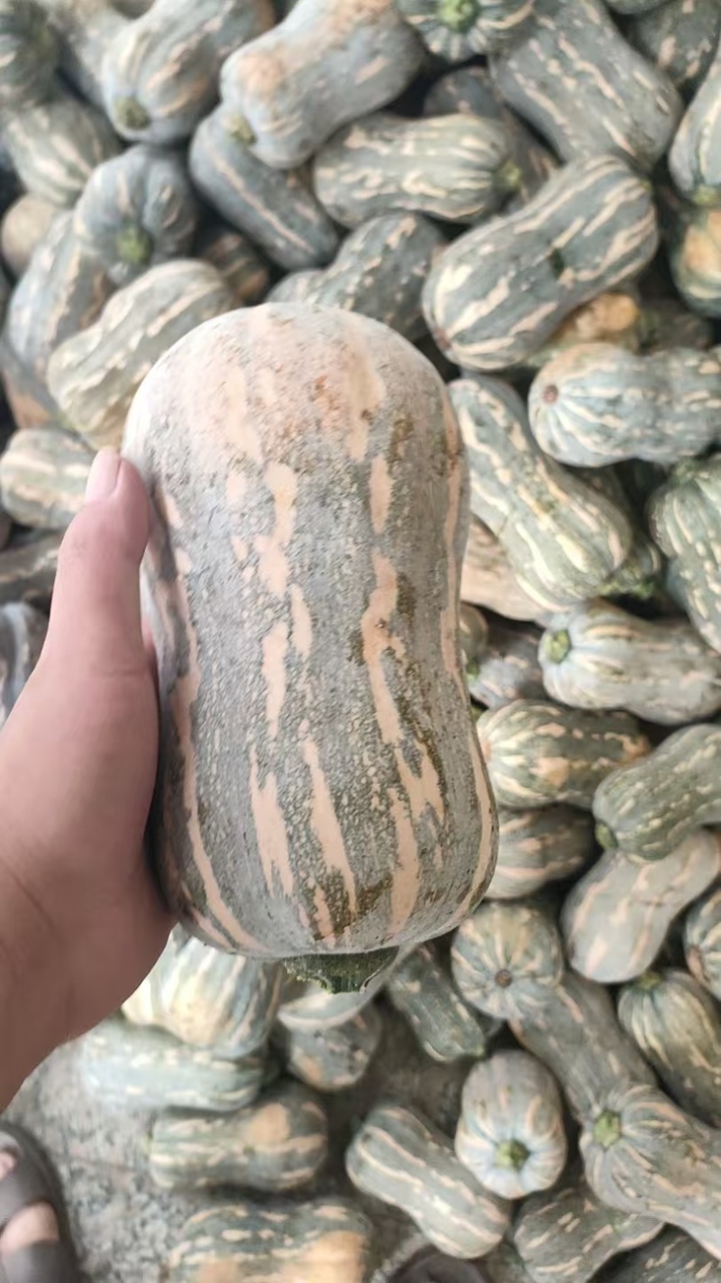 南瓜金香南瓜花生南瓜现摘现发产地直供欢迎来电