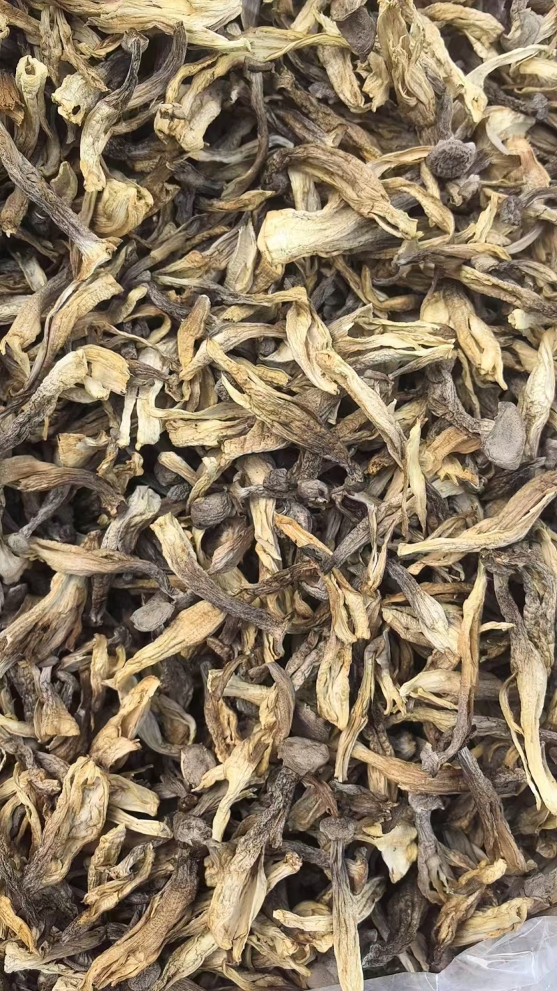 鹿茸菇批发