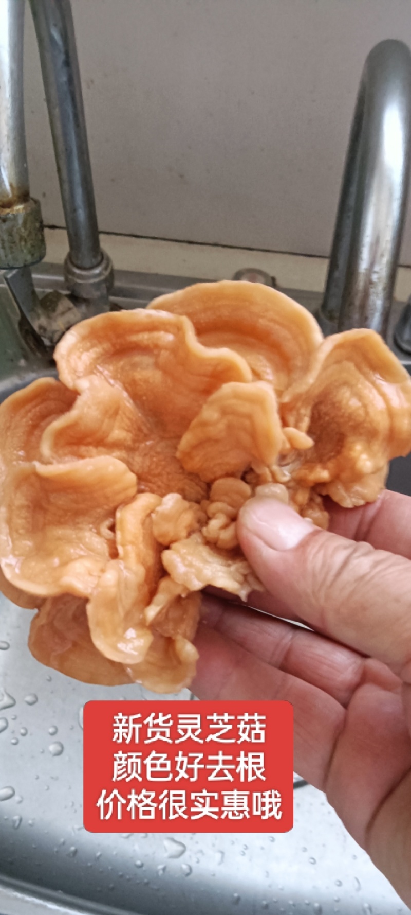 榆耳，灵芝菇批发