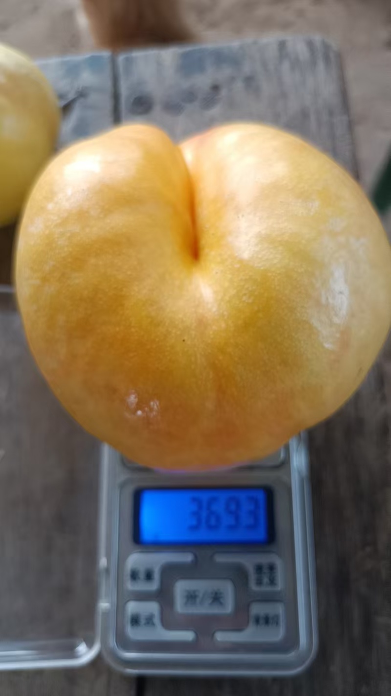 陕西黄油蟠桃，口感纯甜果个大，产地直供，一手货源