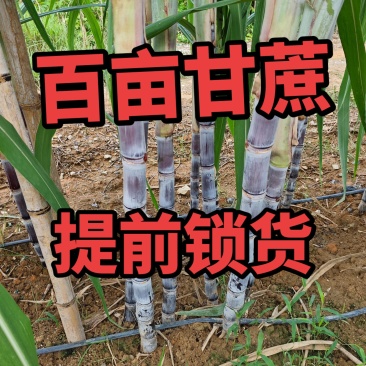 黑皮甘蔗少量黄皮甘蔗