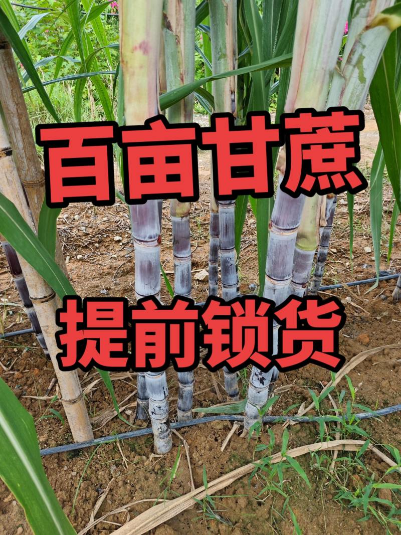 黑皮甘蔗少量黄皮甘蔗
