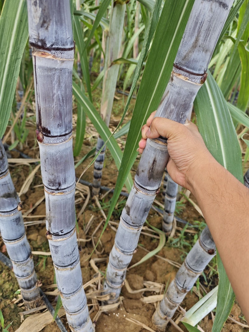 黑皮甘蔗少量黄皮甘蔗