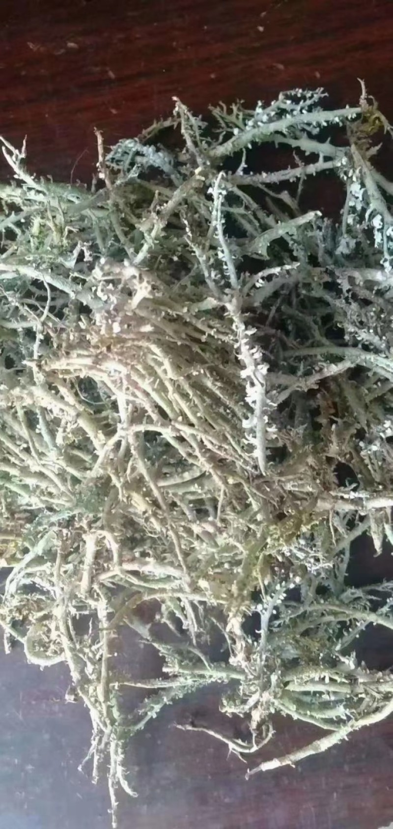 石花菜，石头花