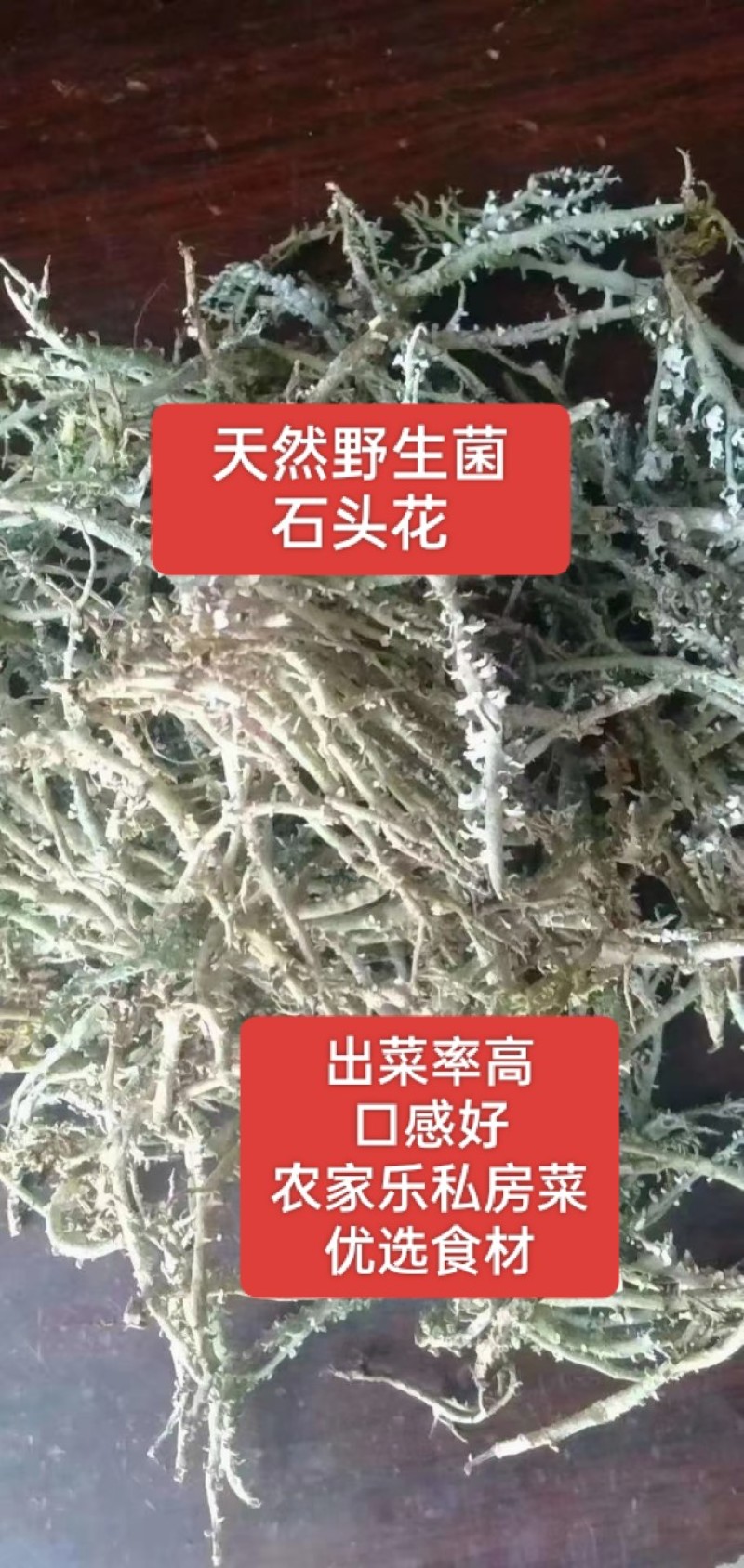 石花菜，石头花