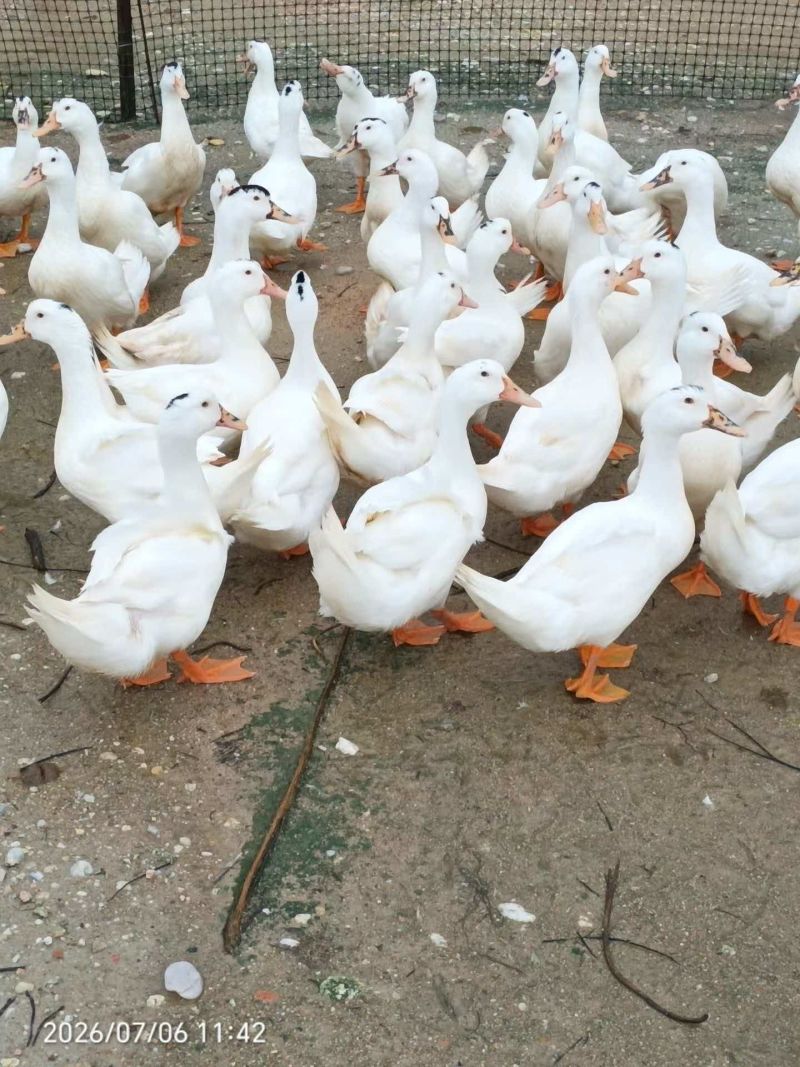 一点乌麻鸭