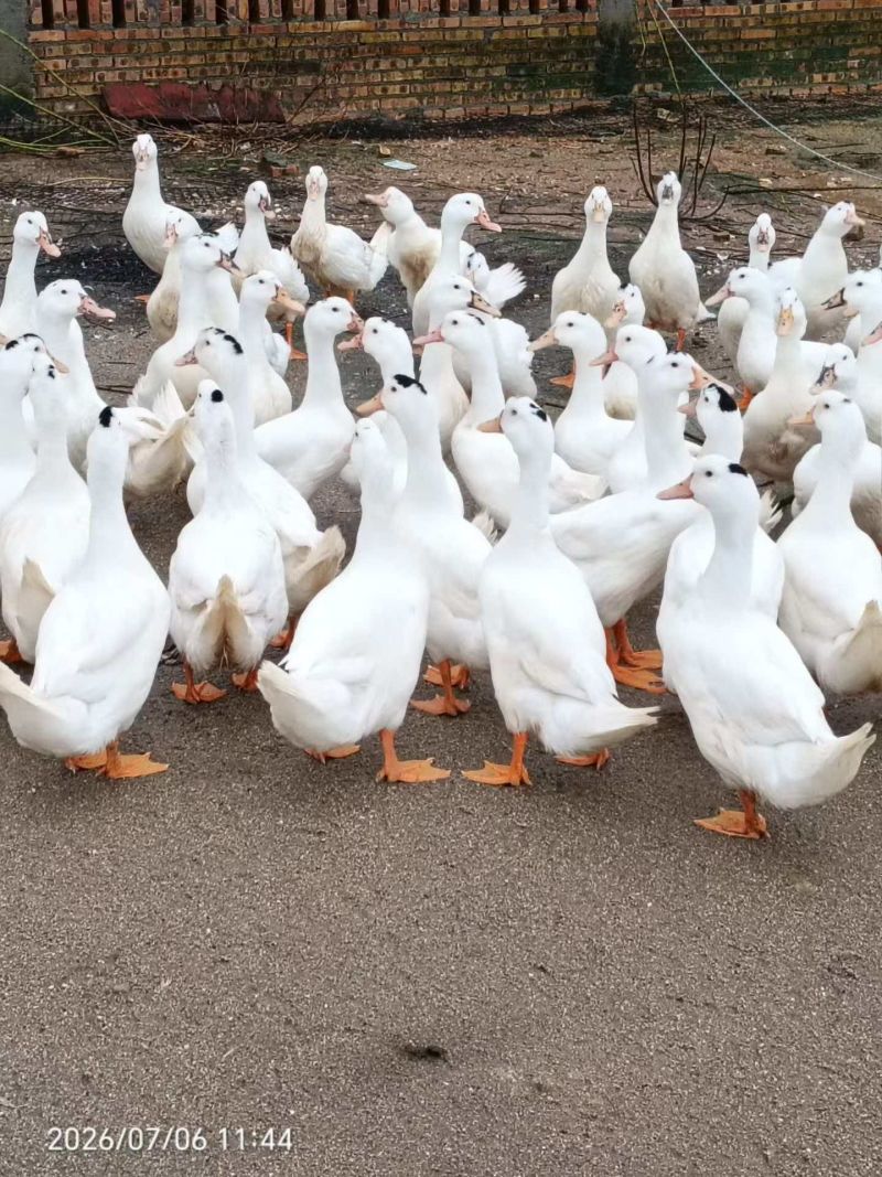 一点乌麻鸭