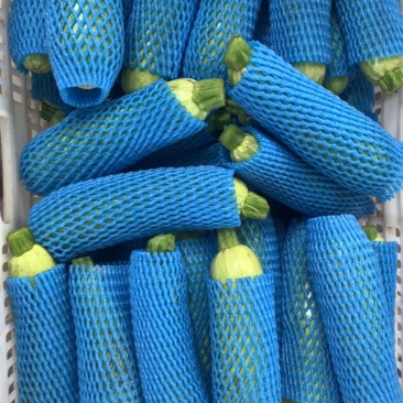 精品绿皮西葫芦