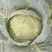 高山冷凉蔬菜