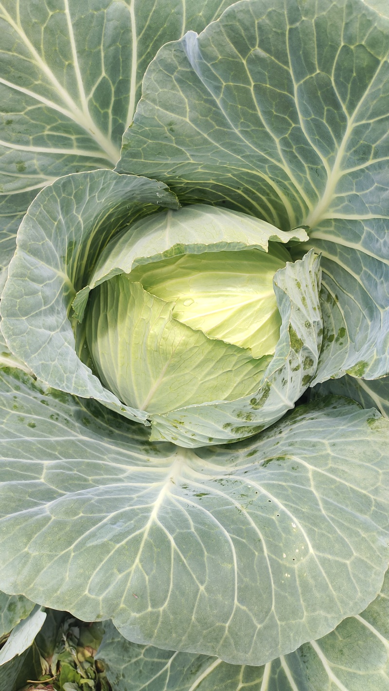 高山冷凉蔬菜