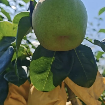 梨