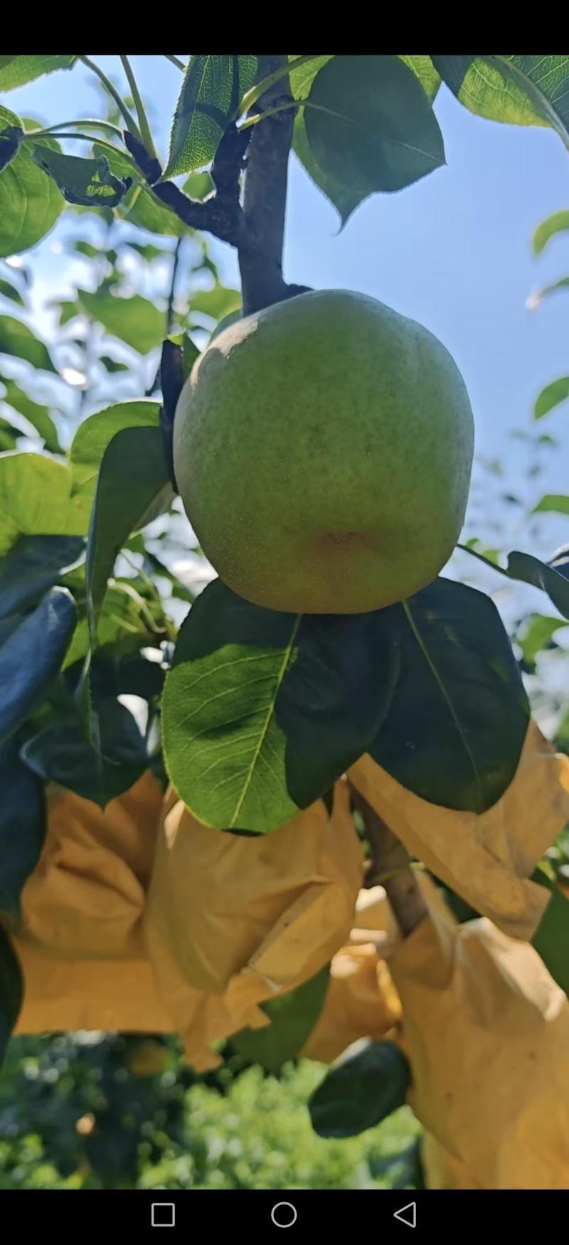 梨