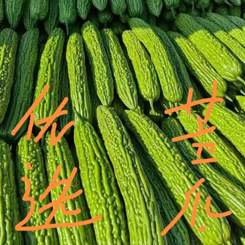 河南焦作苦瓜大量上市中，欢迎选购，代发全国。