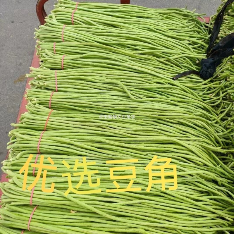 河南焦作长豆角大量上市中，质量好，价格低，欢迎选购。