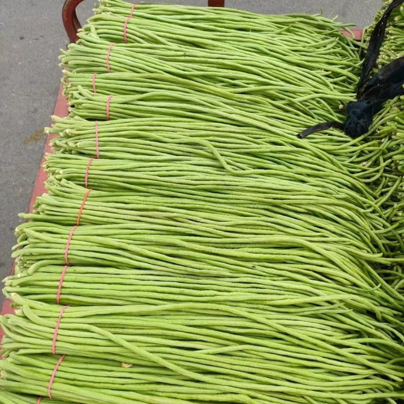 河南焦作长豆角大量上市中，质量好，价格低，欢迎选购。