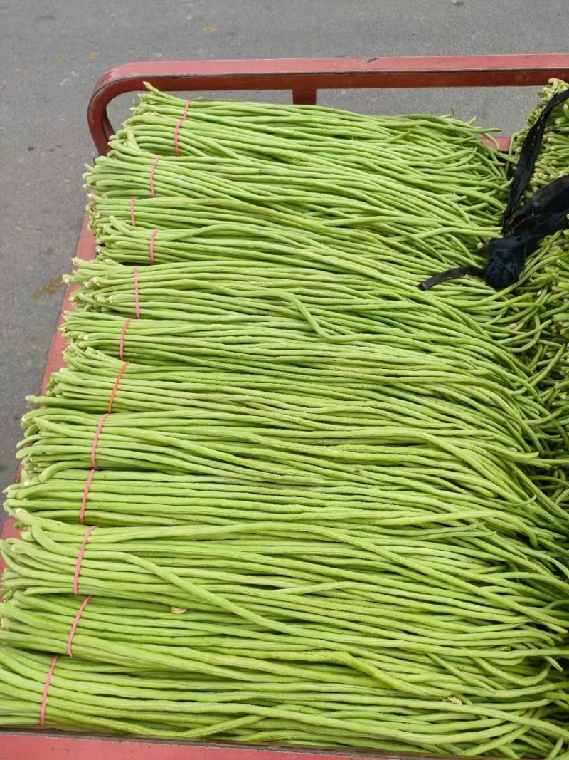 河南焦作长豆角大量上市中，质量好，价格低，欢迎选购。