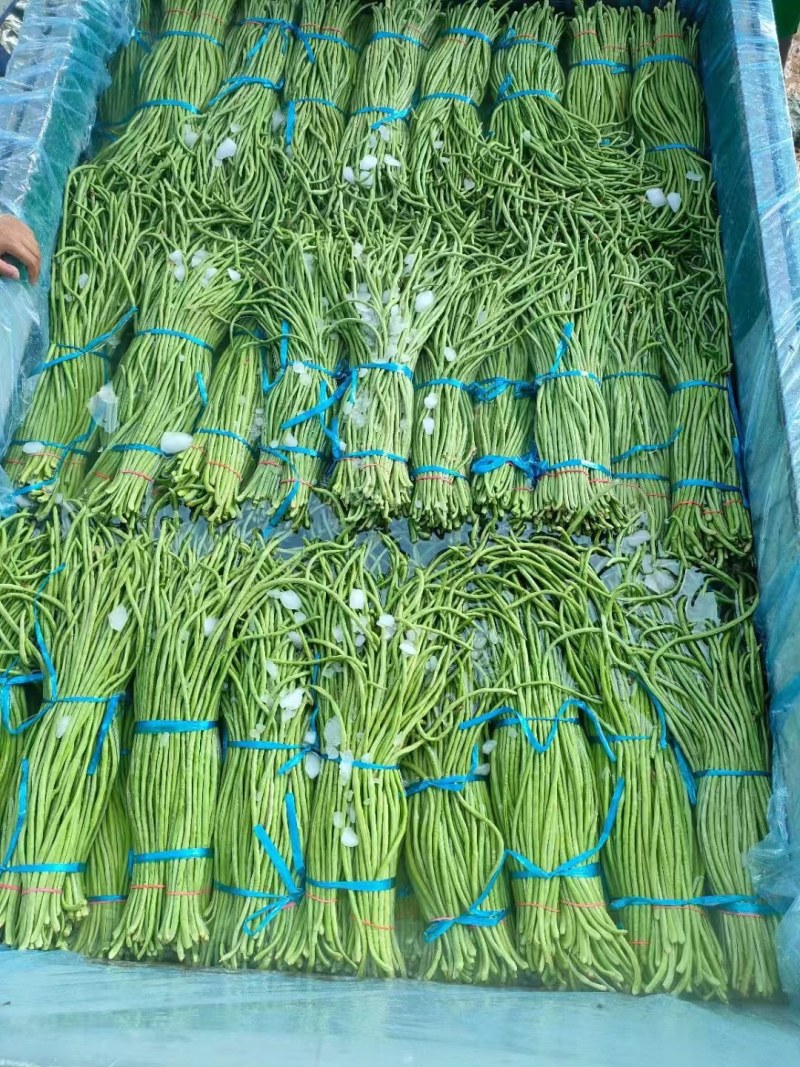 河南焦作长豆角大量上市中，质量好，价格低，欢迎选购。