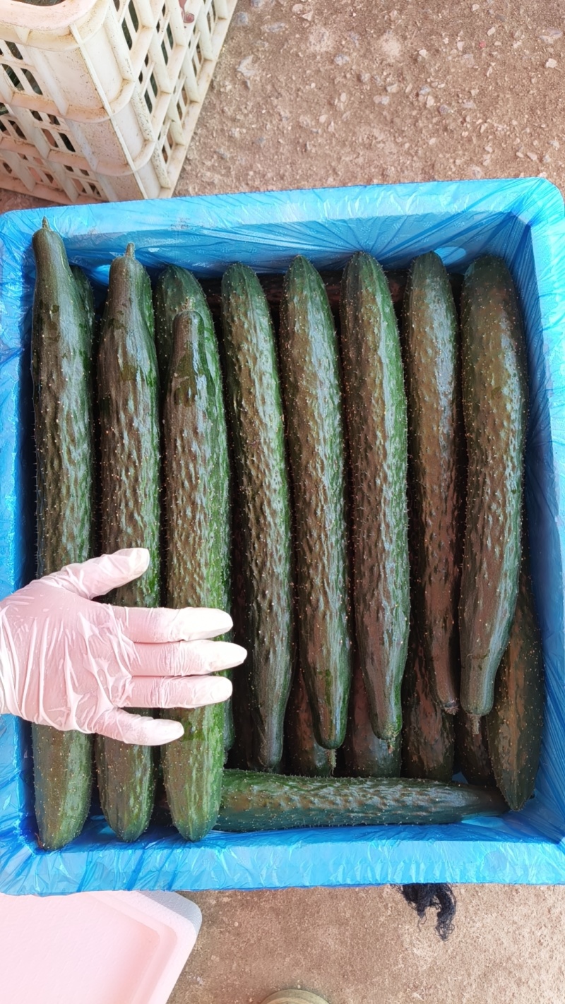 贵州青瓜上市，需要的看板欢迎联系，