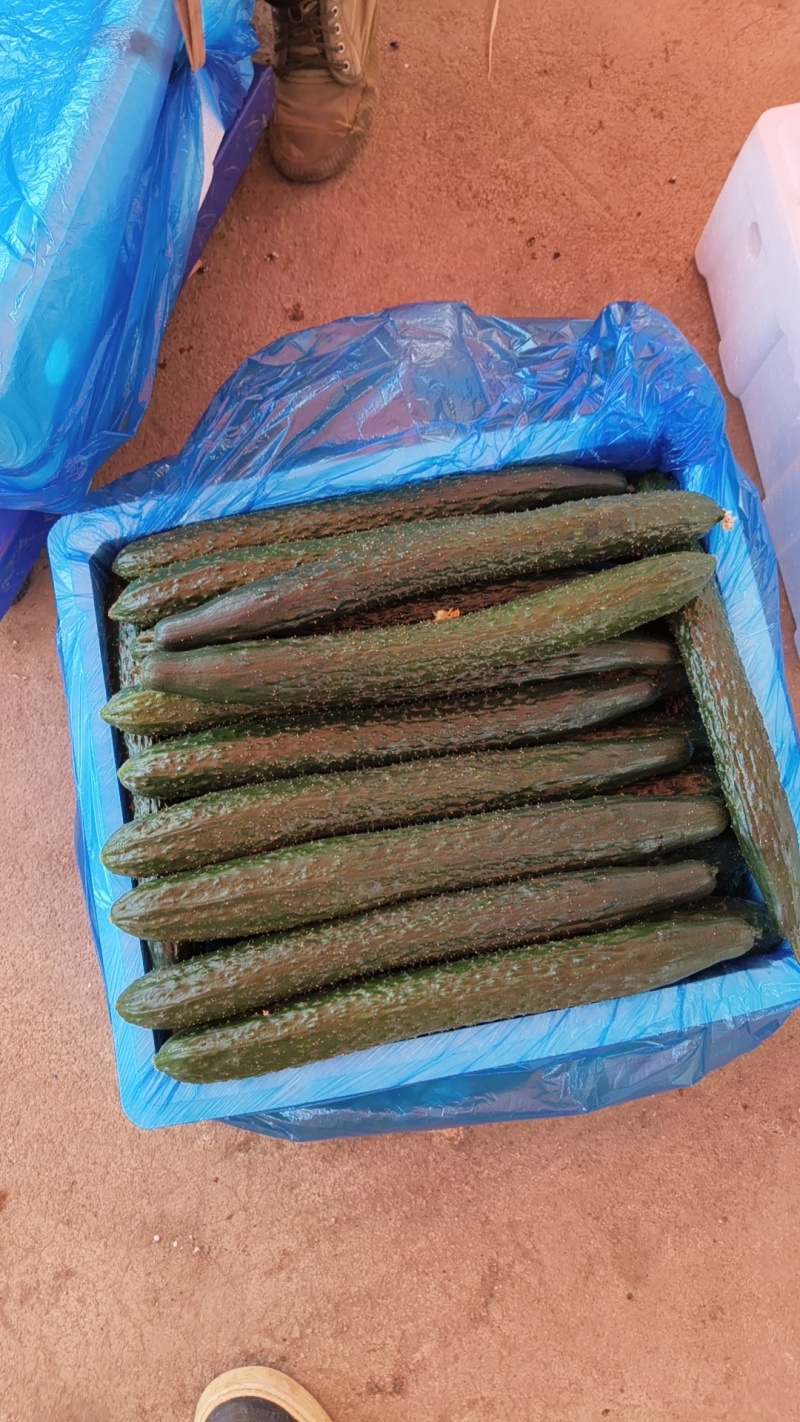 贵州青瓜上市，需要的看板欢迎联系，