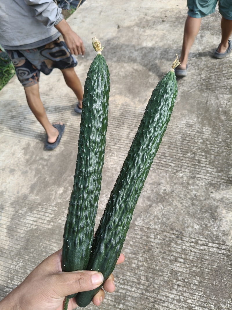 贵州青瓜上市，需要的看板欢迎联系，