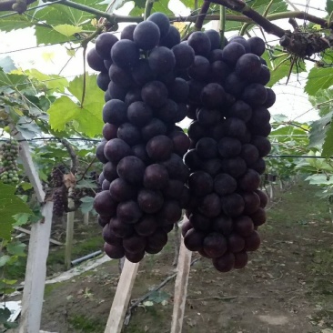 夏黑葡萄
