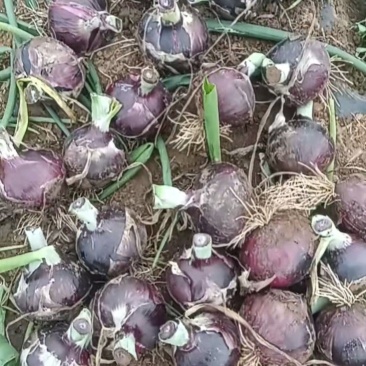 内蒙古通辽和开鲁附近洋葱15号左右大量上市