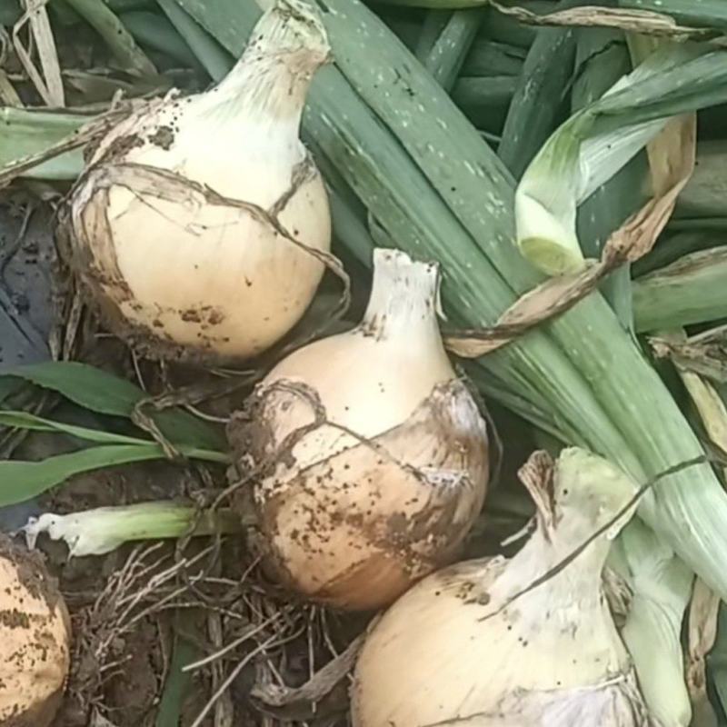 内蒙古通辽和开鲁附近黄皮洋葱7月15号大量上市