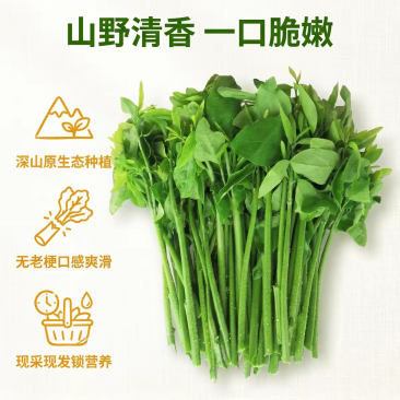 树仔菜