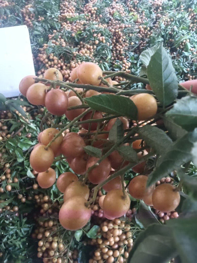 黑金刚桂妃桂妃3号