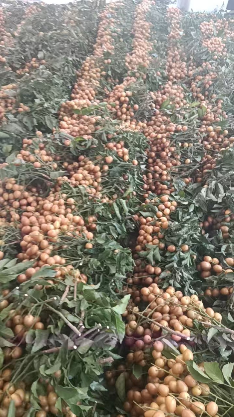 黑金刚桂妃桂妃3号