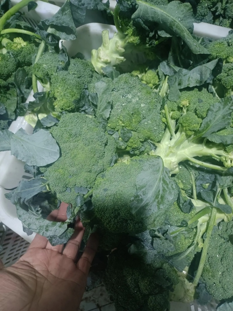 张家口精品西兰花耐寒优秀西蓝花产地直发一手货源